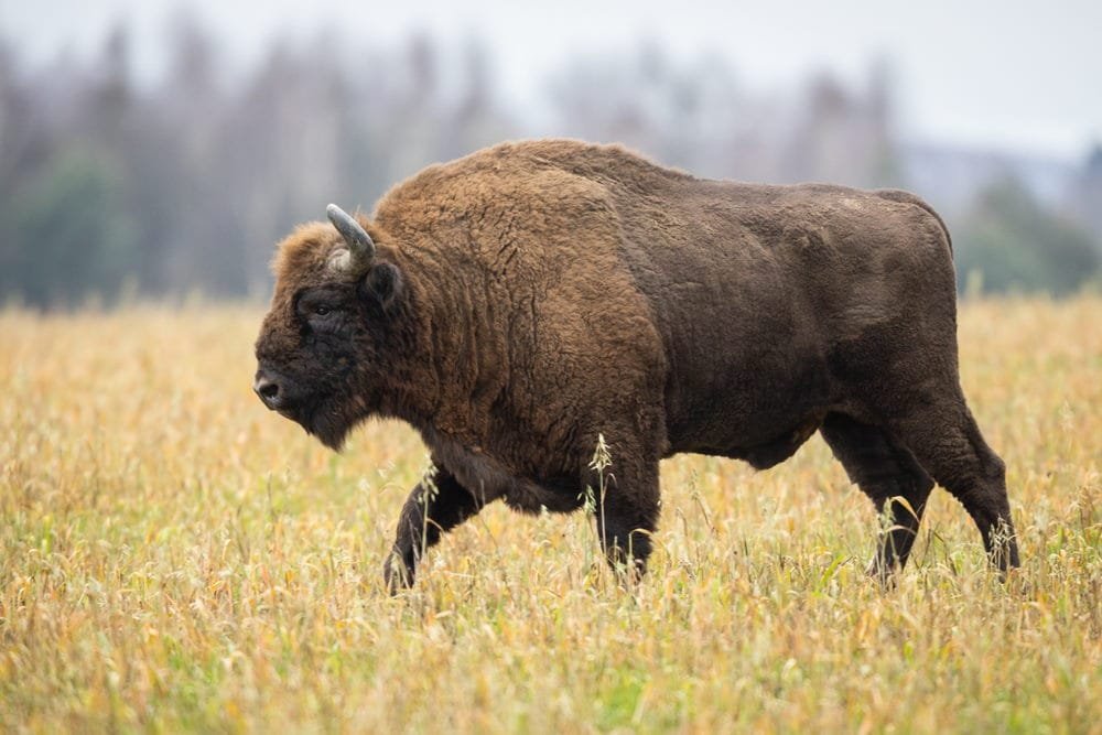 European Bison (Wisent)