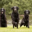 Top 10 Sweetest Dog Breeds