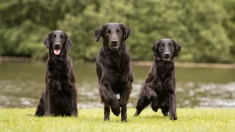 Top 10 Sweetest Dog Breeds