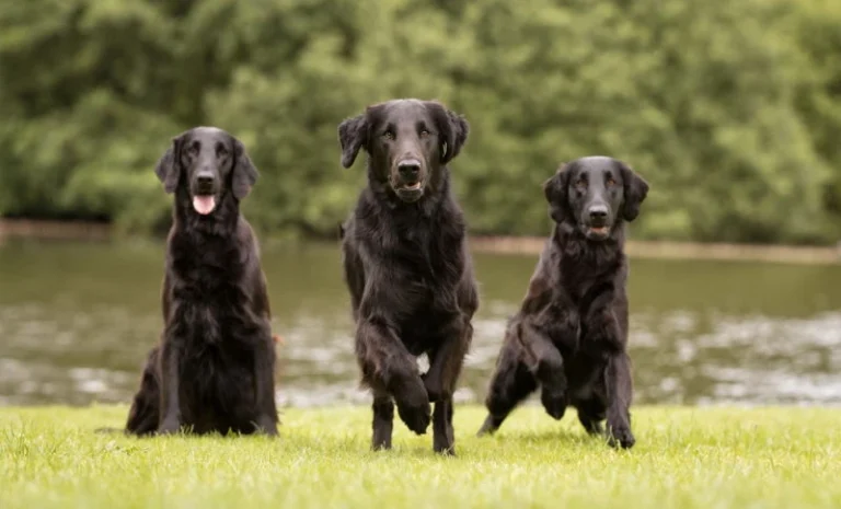 Top 10 Sweetest Dog Breeds