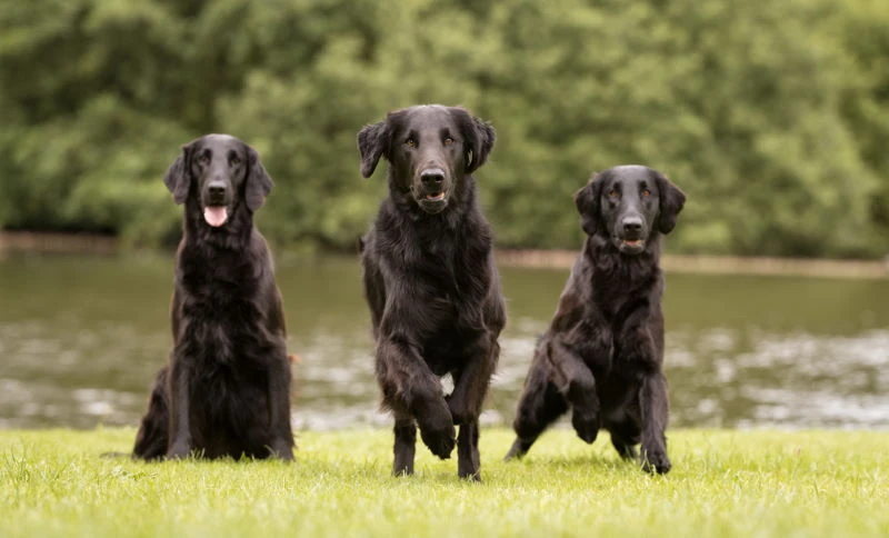 Top 10 Sweetest Dog Breeds