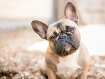 French Bulldog