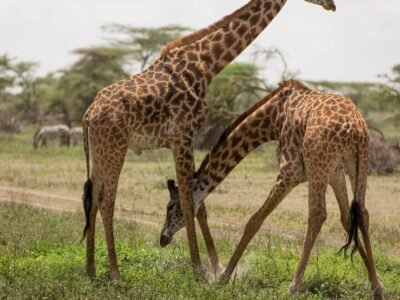 Giraffe (The Tallest Animal)