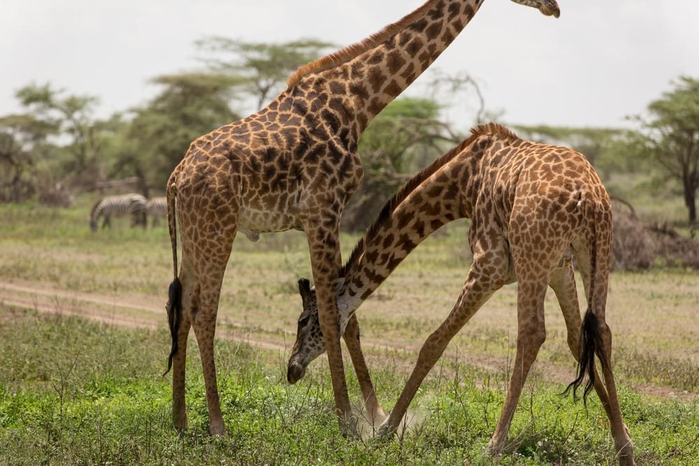 Giraffe (The Tallest Animal)