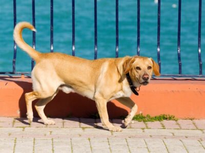 Labrador Retriever