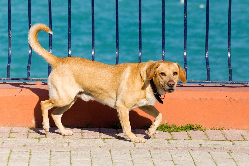 Labrador Retriever