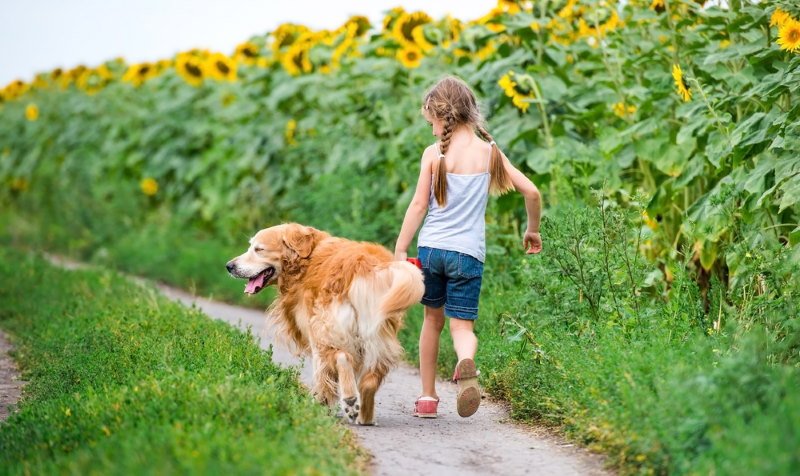 Golden Retriever