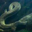 Green Anaconda (Heaviest Snake)