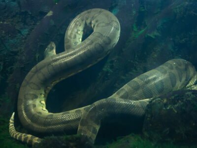 Green Anaconda (Heaviest Snake)