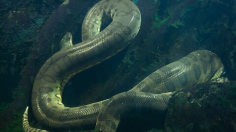 Green Anaconda (Heaviest Snake)