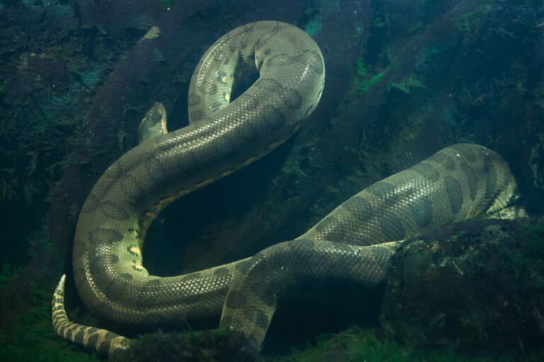 Green Anaconda (Heaviest Snake)