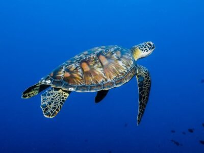 Green Sea Turtle