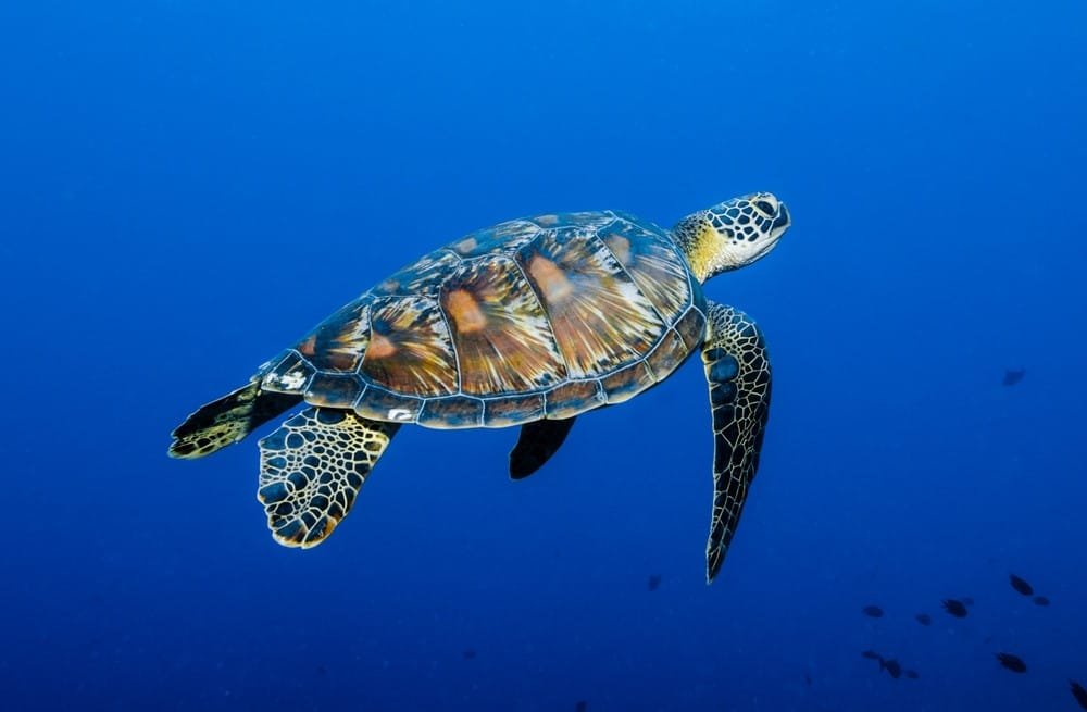 Green Sea Turtle