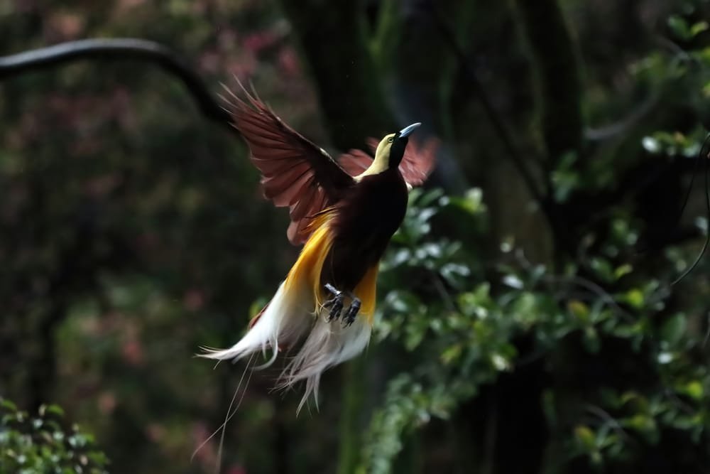 Superb Bird-of-paradise