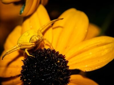 European Black Widow