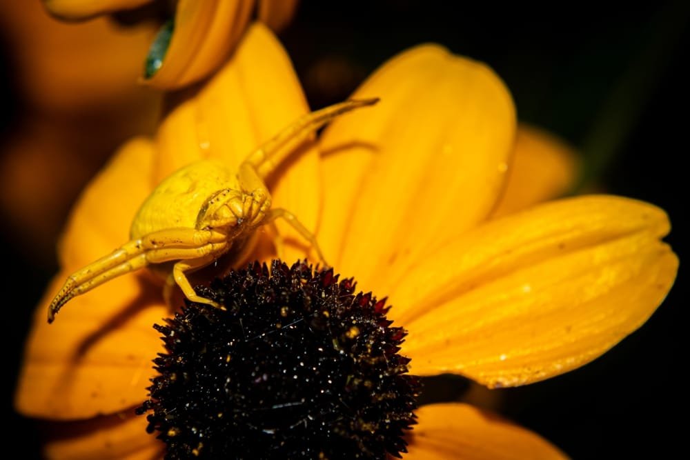 Peacock Spider