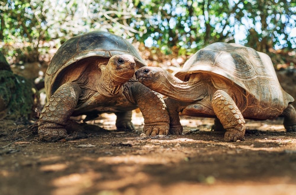 Tortoise