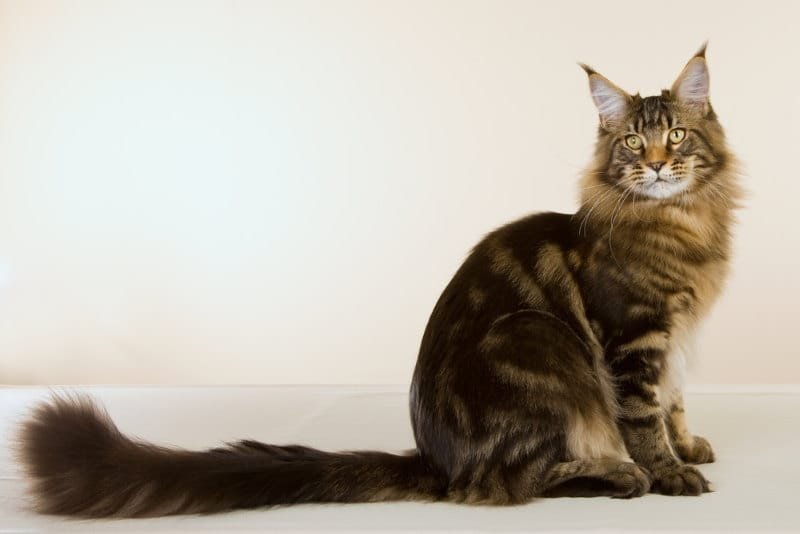 Maine Coon