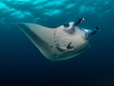 Giant Manta Ray