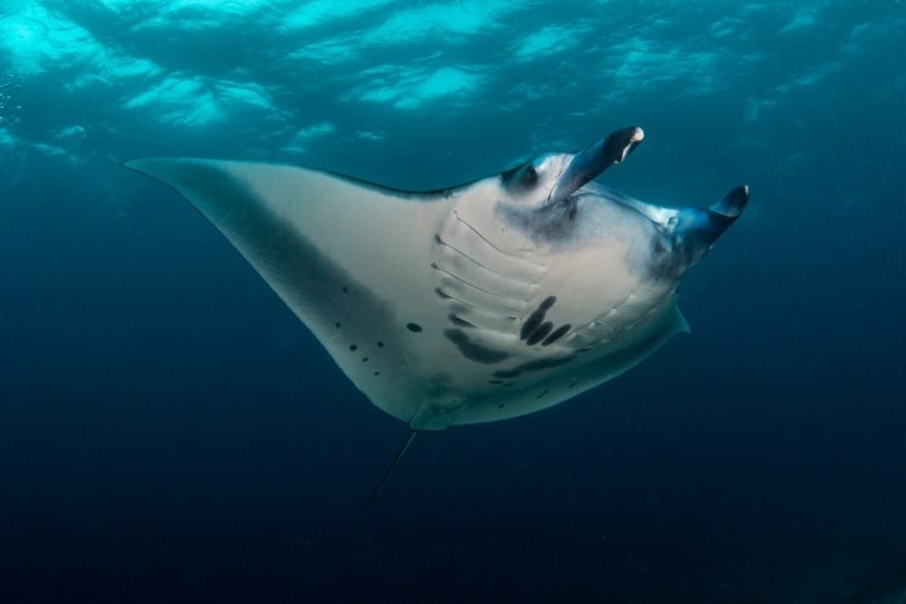Giant Manta Ray