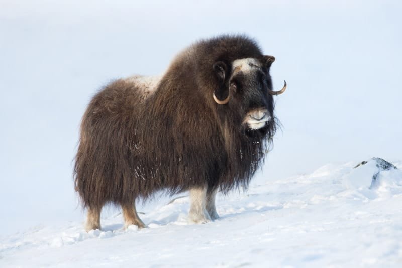 Muskox