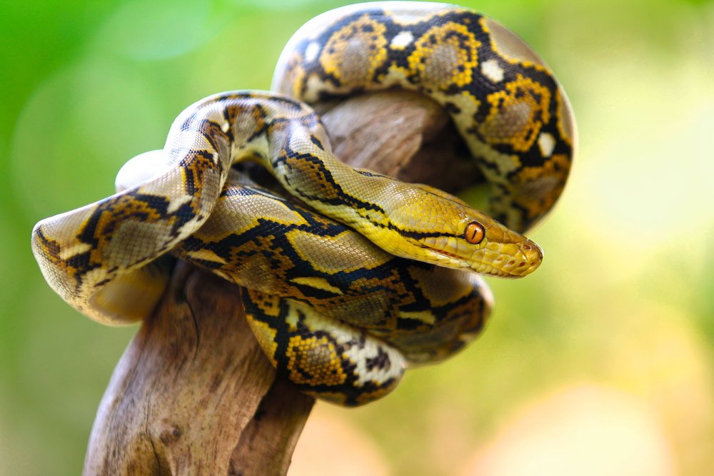 Reticulated Python (Longest Snake)