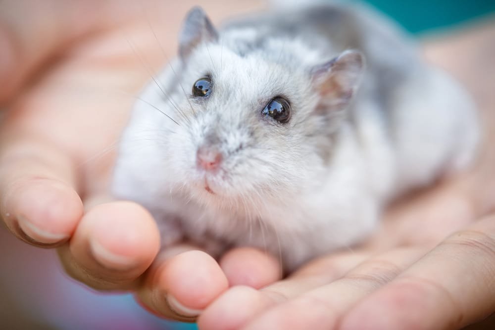 Hamster
