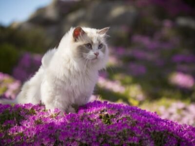 Ragdoll