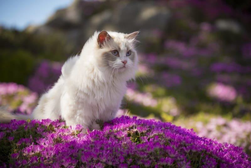 Ragdoll