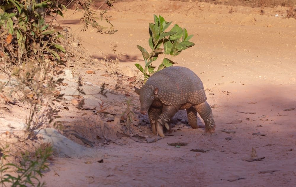 Pink Fairy Armadillo