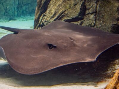 Spotted Eagle Ray
