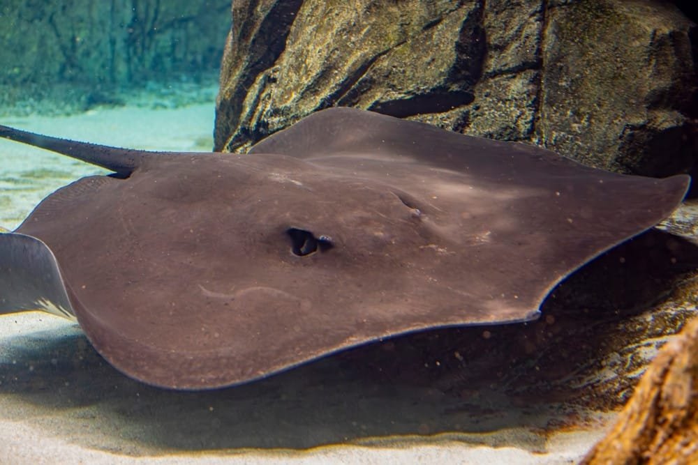 Spotted Eagle Ray