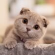 Top 10 Most Beautiful Cat Breeds