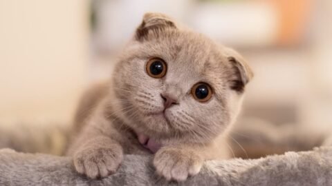 Top 10 Most Beautiful Cat Breeds