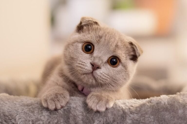 Top 10 Most Beautiful Cat Breeds