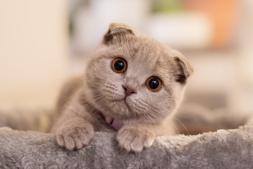 Top 10 Most Beautiful Cat Breeds