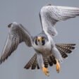 Top 10 Fastest Birds in the World (Dive and Sprint)