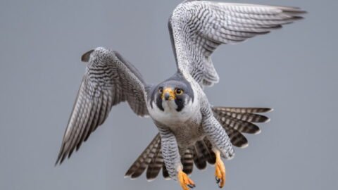 Top 10 Fastest Birds in the World (Dive and Sprint)