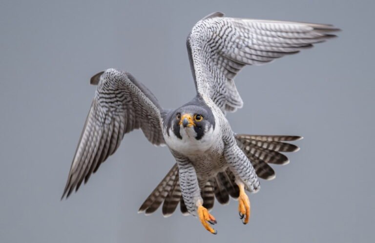 Top 10 Fastest Birds in the World (Dive and Sprint)