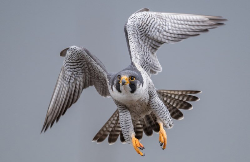 Top 10 Fastest Birds in the World (Dive and Sprint)