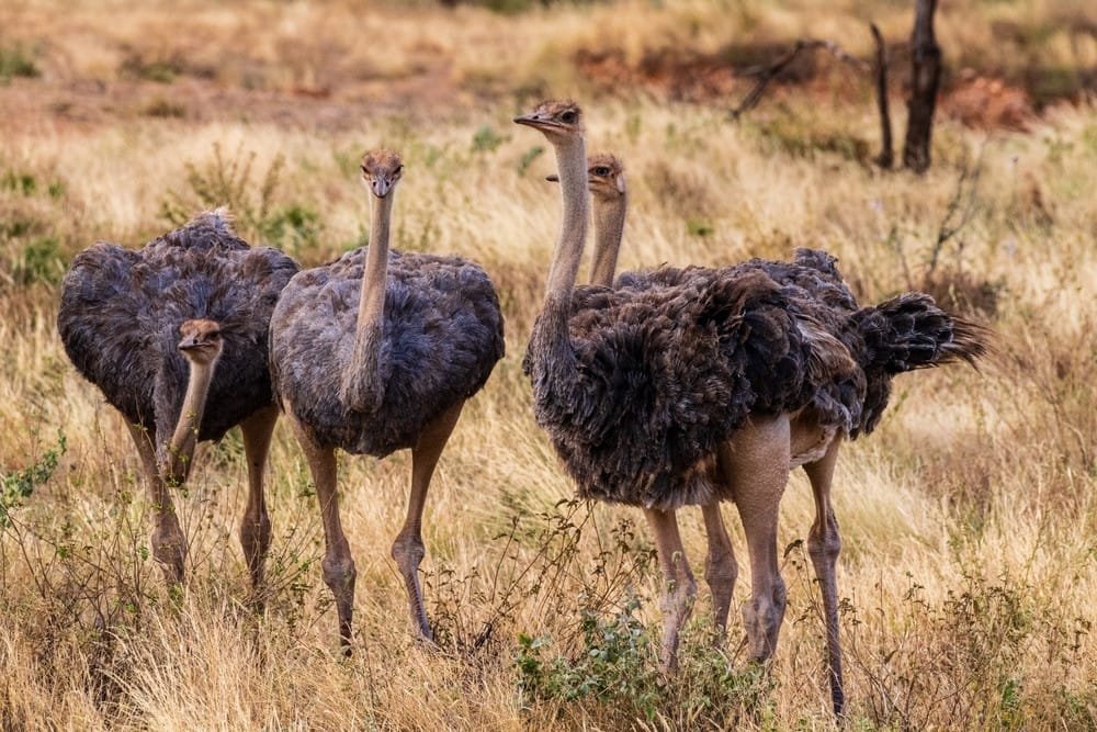 Ostrich