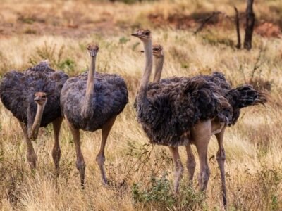 Ostrich (The Largest Bird)