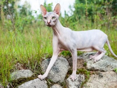 Sphynx (Hairless Cat)