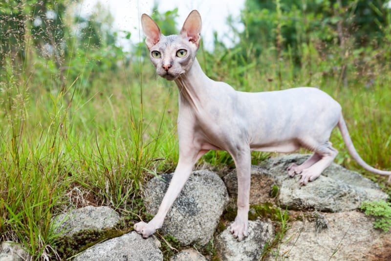 Sphynx (Hairless Cat)
