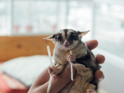 Sugar Glider