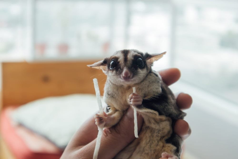 Sugar Glider
