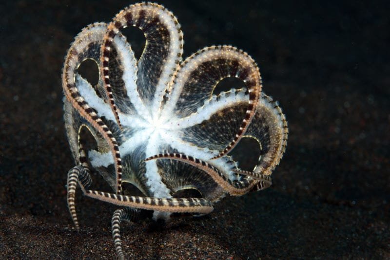 Mimic Octopus