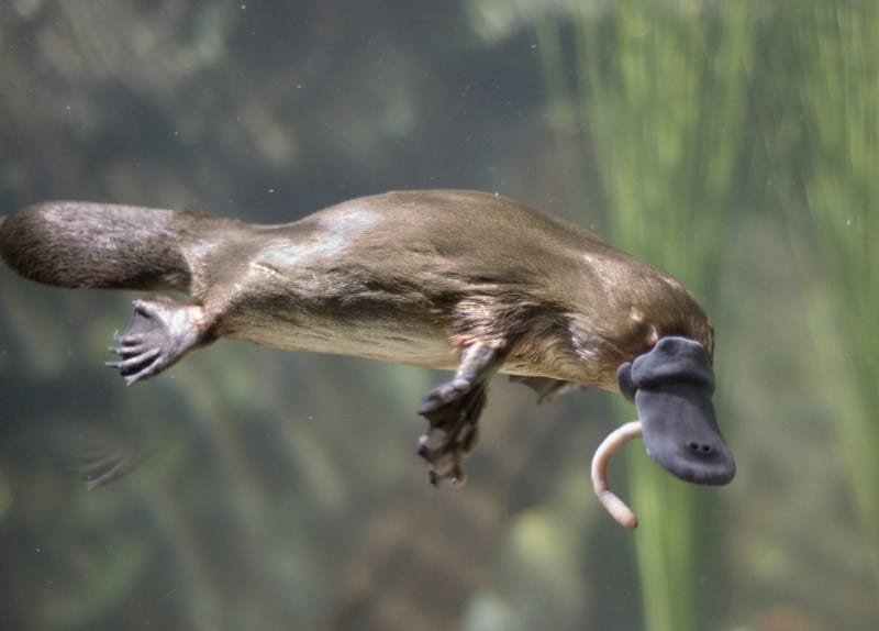 Platypus