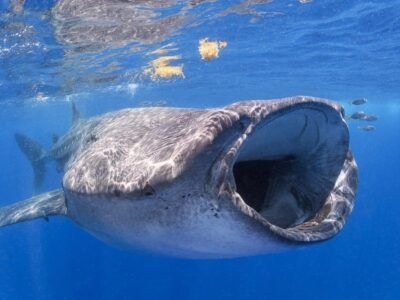Whale Shark (The Largest Fish)