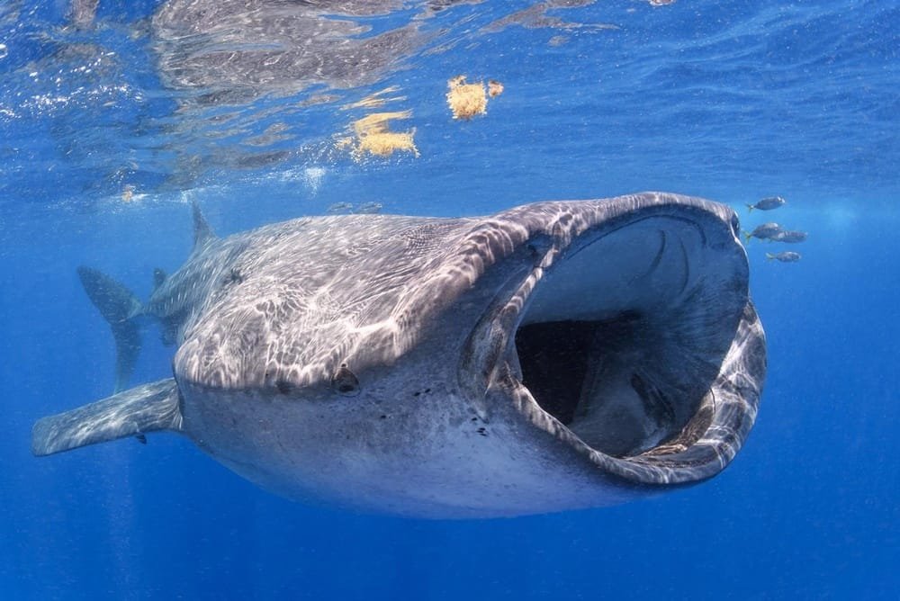 Whale Shark (The Largest Fish)